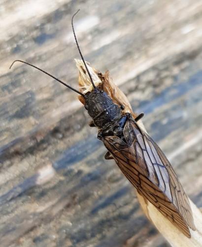 Sialis sp.