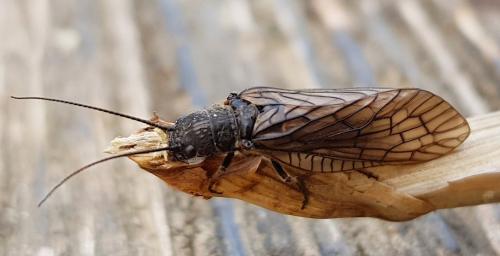 Sialis sp.