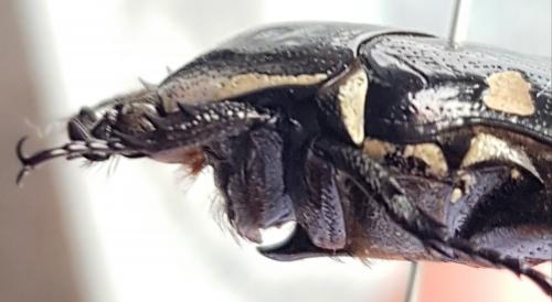 Amithao decemguttatus