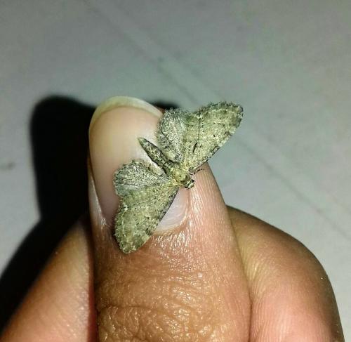 Réf. 254 334 : Eupithecia vulgata