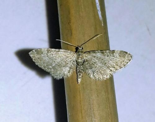 Réf. 254 335 : Eupithecia vulgata