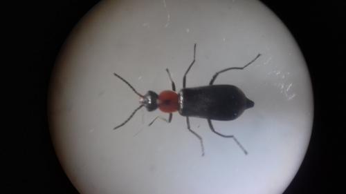 Attalus minimus
