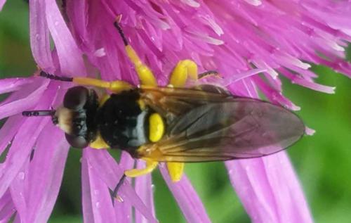 Dalmannia aculeata