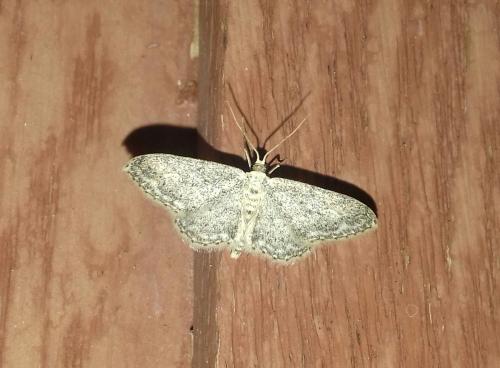 Idaea seriata