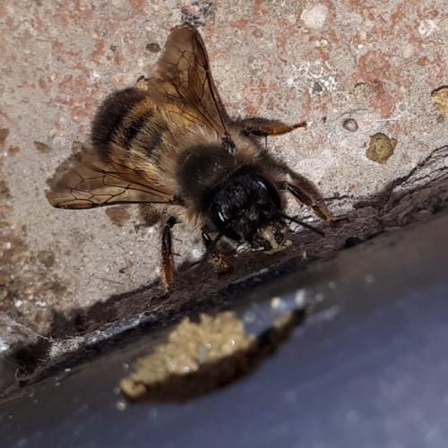 Réf. 254 541 : Osmia bicornis
