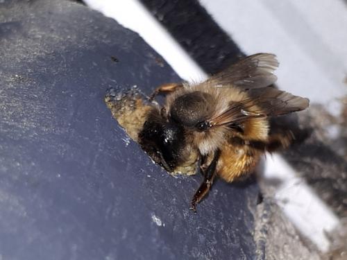 Réf. 254 481 : Osmia bicornis