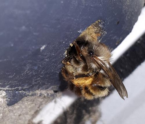 Réf. 254 542 : Osmia bicornis