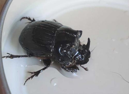 Copris lunaris