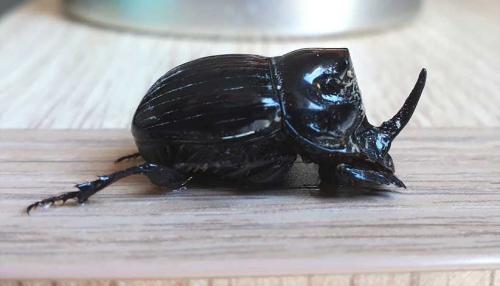 Copris lunaris