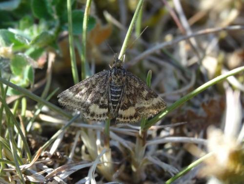Pyrausta despicata