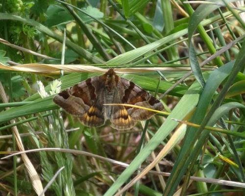 Euclidia glyphica