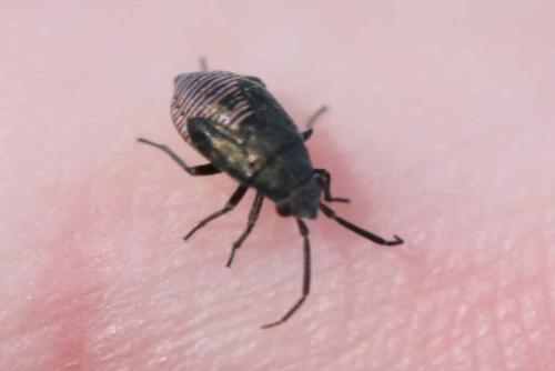 Réf. 254 784 : Heterocordylus sp.