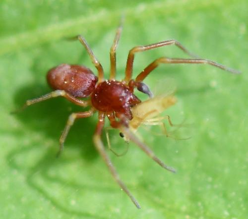 Nigma sp.