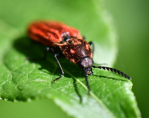 Anostirus purpureus