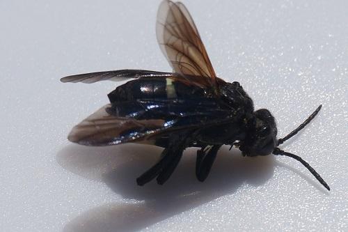 Réf. 254 458 : Cephaledo bifasciata bifasciata