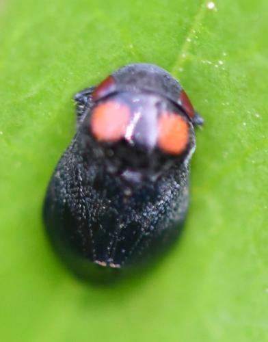 Penthimia nigra