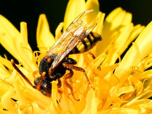 Nomada zonata