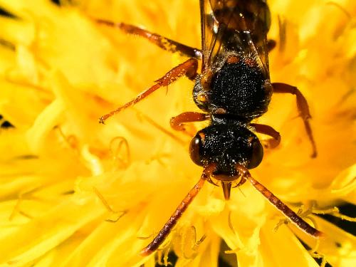 Réf. 254 780 : Nomada zonata
