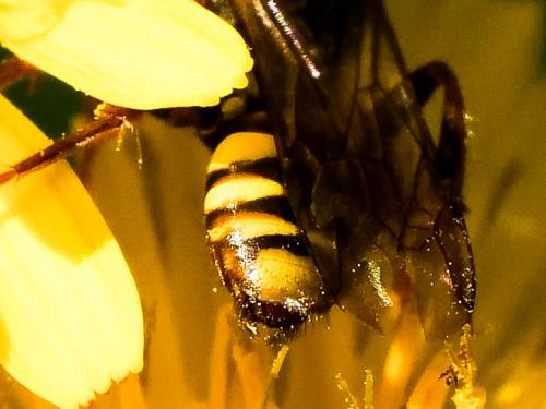 Nomada zonata