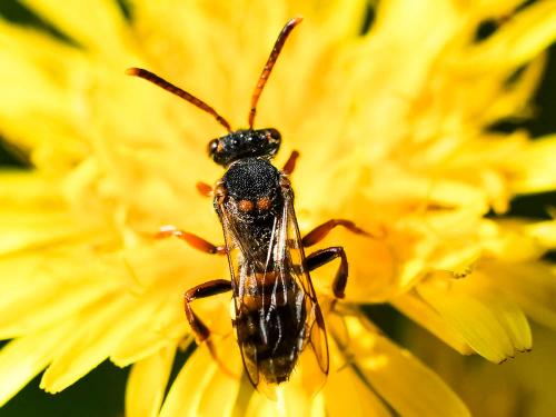 Nomada zonata