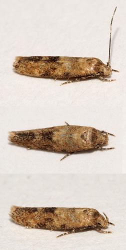 Mompha sp.