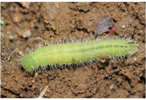 Réf. 254 418 : Maniola jurtina