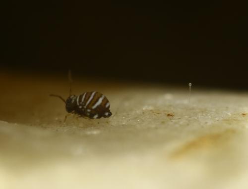 Fasciosminthurus quinquefasciatus