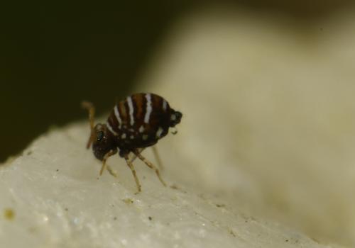 Fasciosminthurus quinquefasciatus