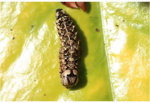 Griposia aprilina