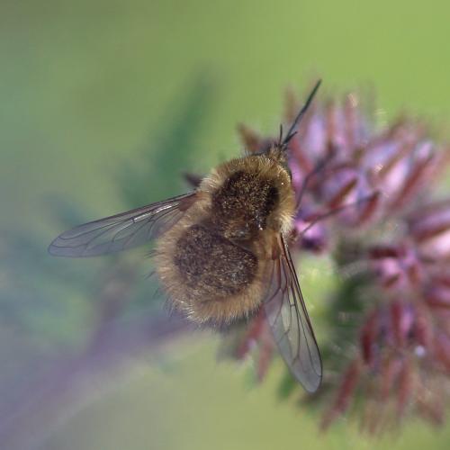 Bombylius sp.