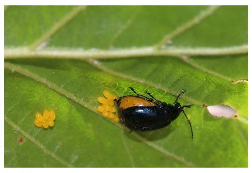 Réf. 254 927 : Agelastica alni