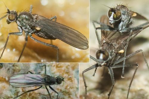 Réf. 254 203 : Aphrosylus venator