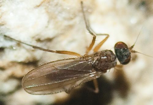 Aphrosylus sp.