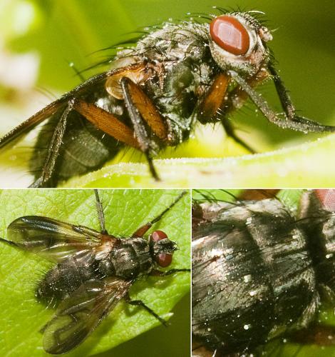 Paykullia sp.