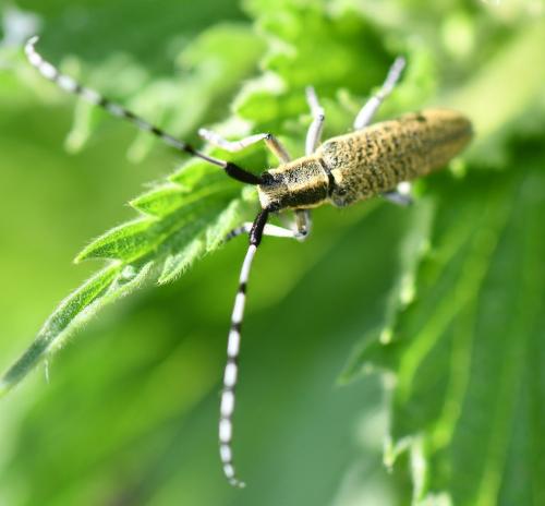 Agapanthia villosoviridescens