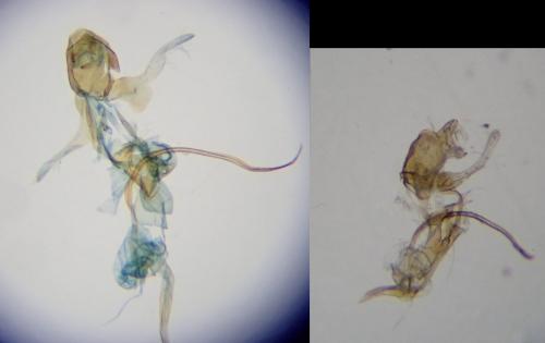 Réf. 254 559 : Aproaerema anthyllidella