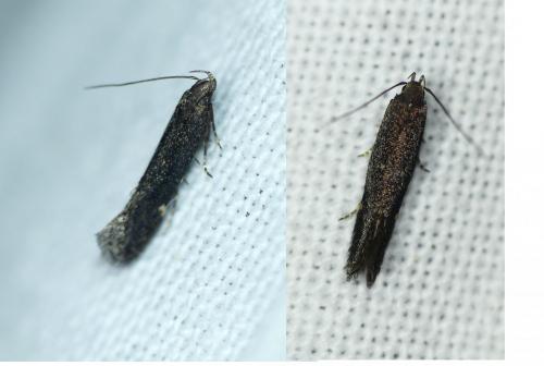 Réf. 254 455 : Aproaerema anthyllidella