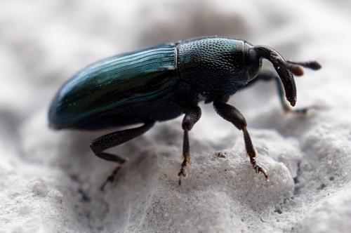 Aulacobaris coerulescens