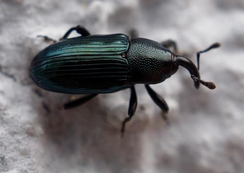 Aulacobaris coerulescens