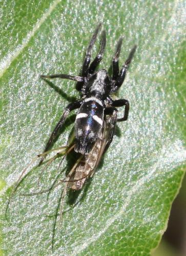 Réf. 254 232 : Aphantaulax cincta