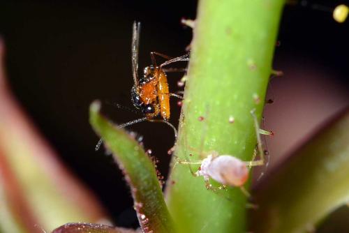Réf. 254 221 : Aphidius sp.