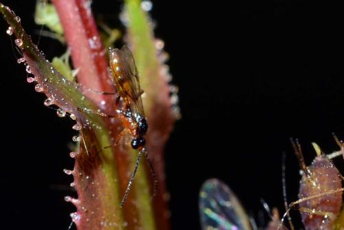 Réf. 254 222 : Aphidius sp.