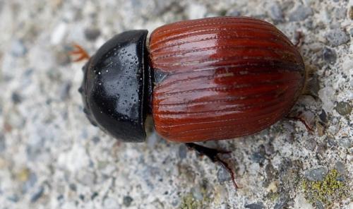 Réf. 254 249 : Aphodius sp.
