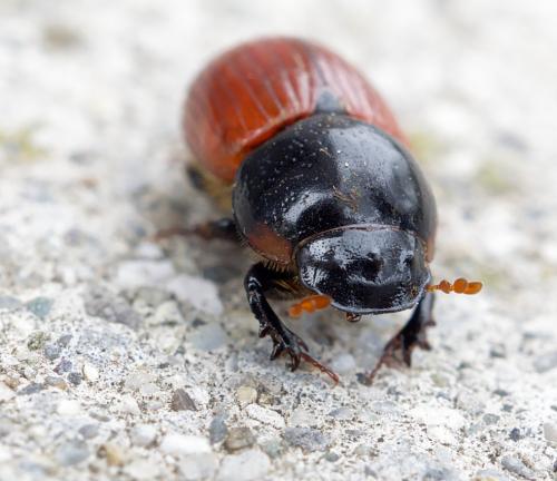 Réf. 254 248 : Aphodius sp.