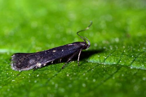 Réf. 254 346 : Aproaerema anthyllidella