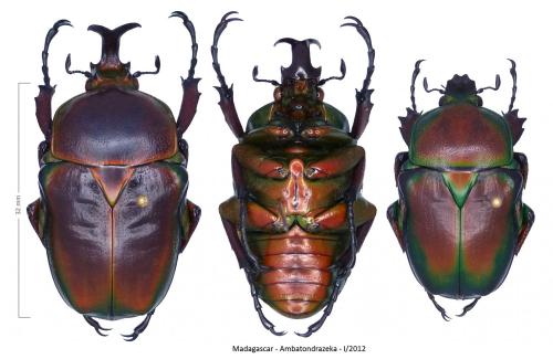 Bothrorrhina ruteri