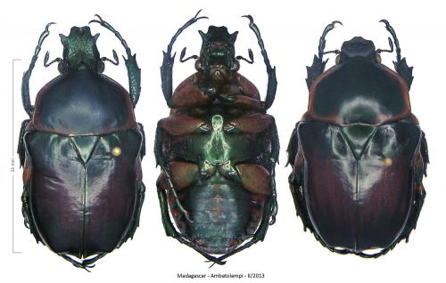 Réf. 254 961 : Bothrorrhina reflexa