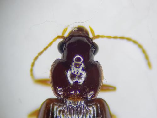 Réf. 254 979 : Bradycellus harpalinus
