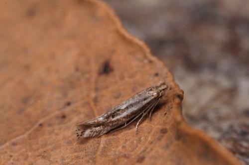 Réf. 254 791 : Bucculatrix chrysanthemella