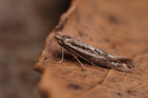 Réf. 254 792 : Bucculatrix chrysanthemella